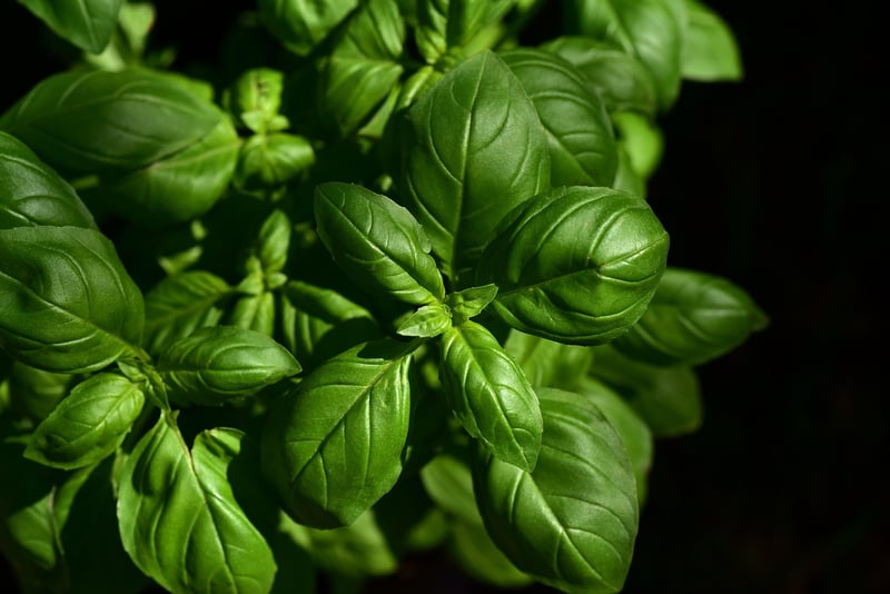 Herb Wall Garden